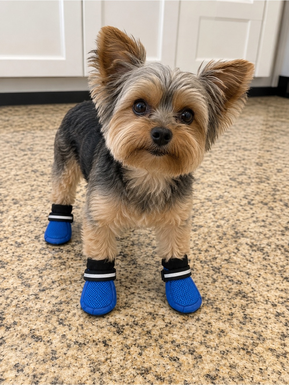 Blue Mesh Dog Boots for Small Dogs Breathable Paw Protection Shoes